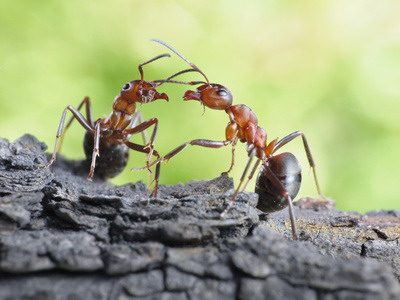 communication of ants, dialog, links