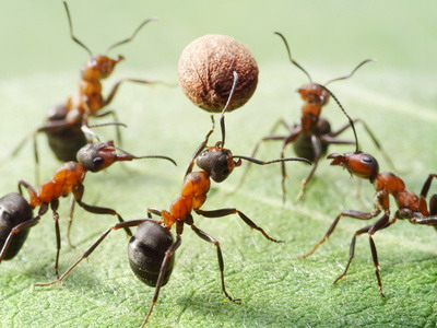 ants play volleyball with ball of pepper seed