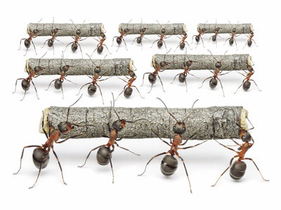 ants work with logs, teamwork concept